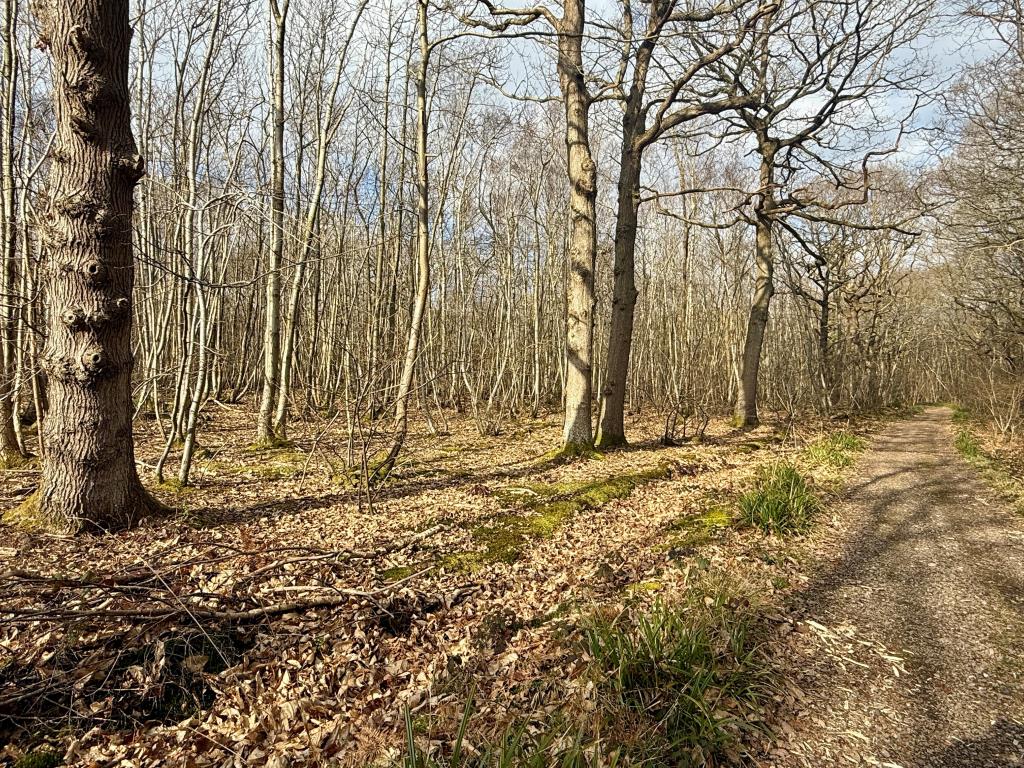Lot: 2 - APPROX. 9.5 ACRES OF WOODLAND - Track and woodland